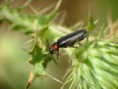 /album/coleoptera/chauliognauthus-sp-2-jpg/